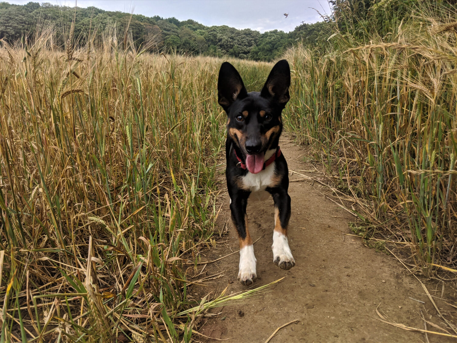 Lancashire Heeler rennend auf Feldweg von vorne