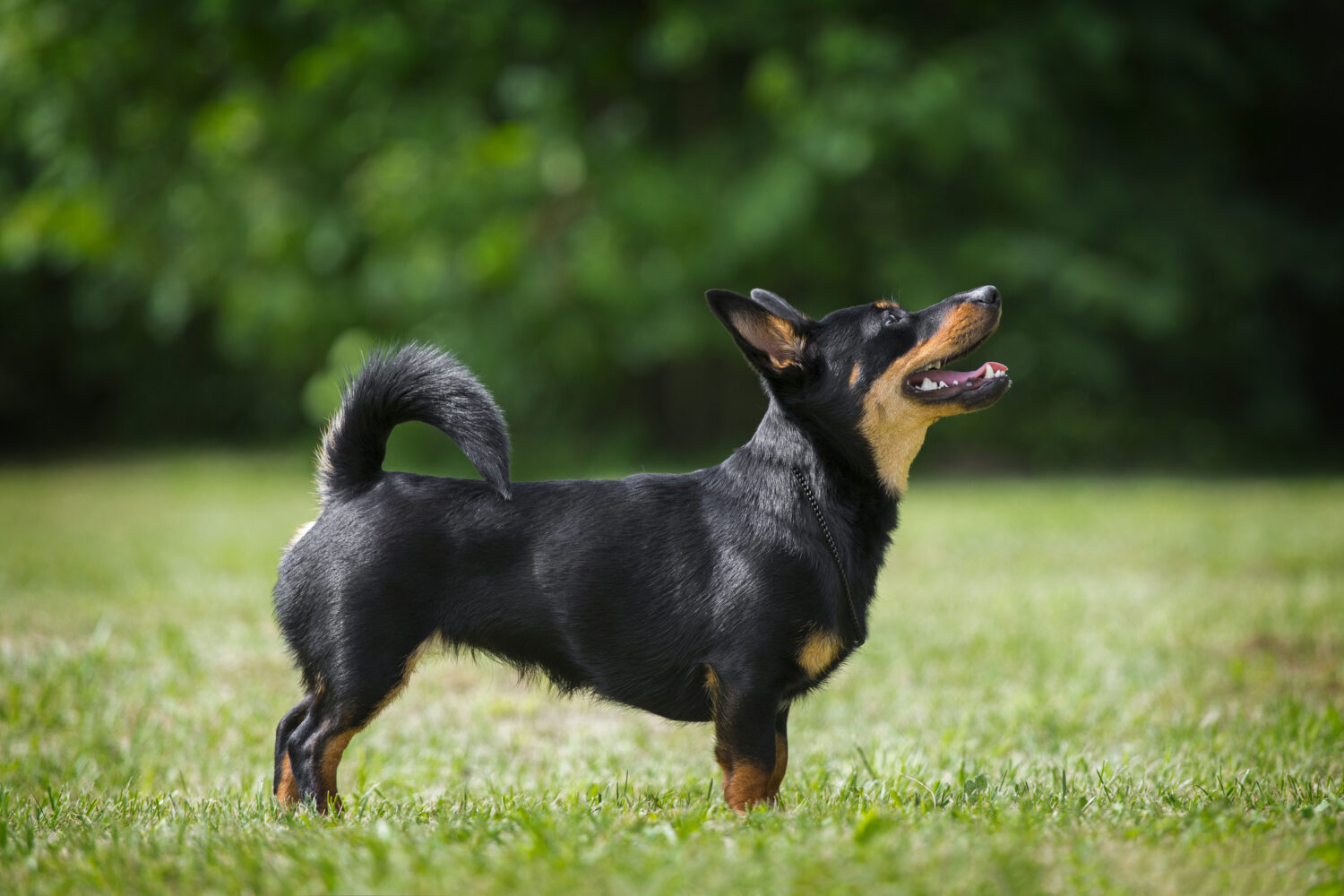 Lancashire Heeler seitlich stehend