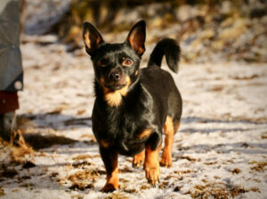 Lancashire Heeler von vorne stehend