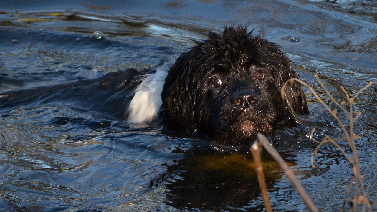 Landseer schwimmt im Teich