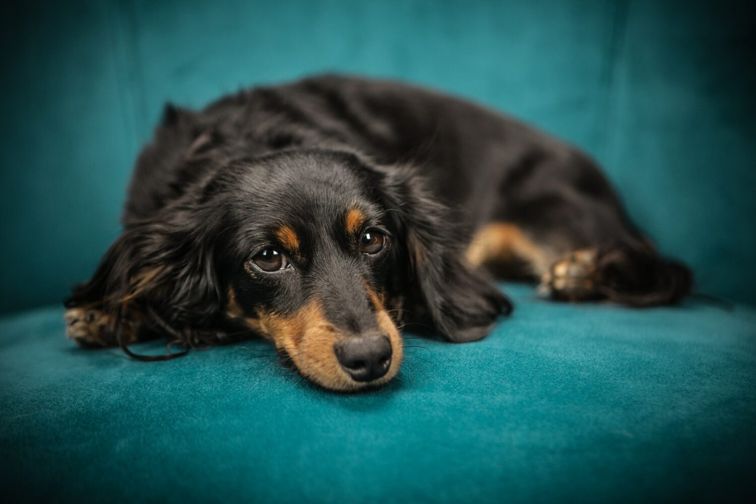 Langhaardackel im Rasseportrait edogs