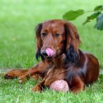 Langhaardackel mit Ball