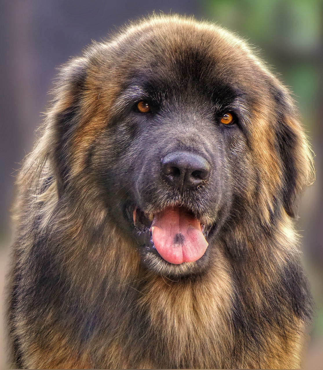 Leonberger schaut in die kamera