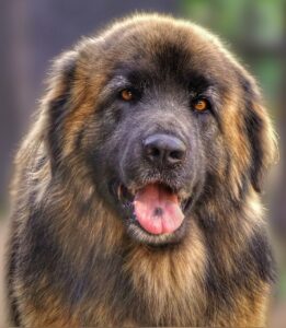 Leonberger Gesicht