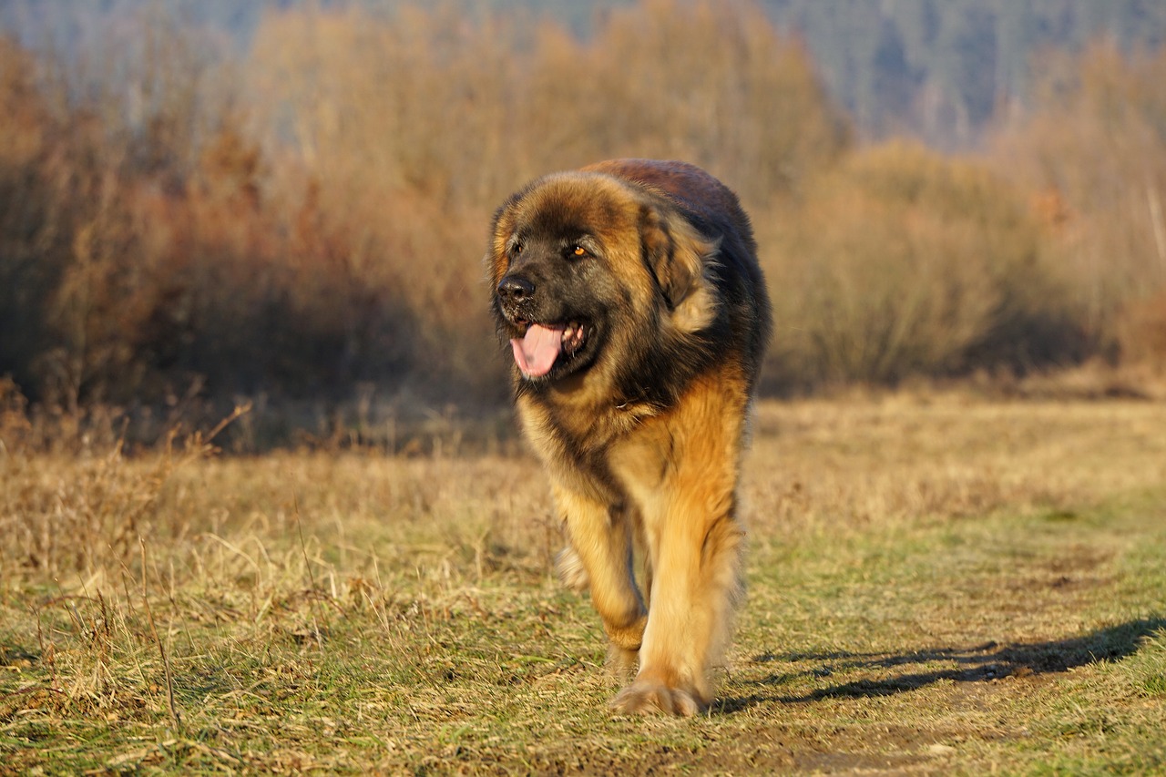 Leonberger draußen