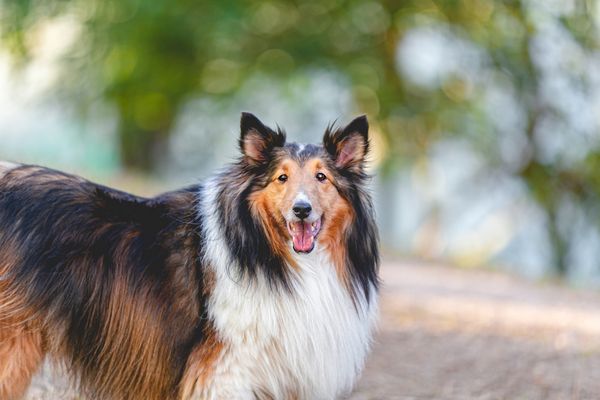 Lessie , Border Collie