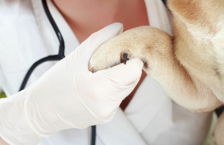 Lipom beim Hund – Ursachen & Behandlung