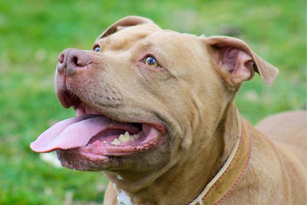 Listenhunde: Pitbull auf Wiese