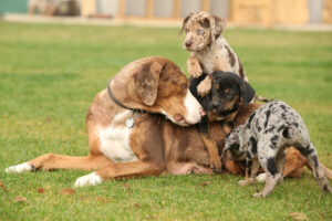 Louisiana Catalouha Leopard Dog Hündin mit Welpen