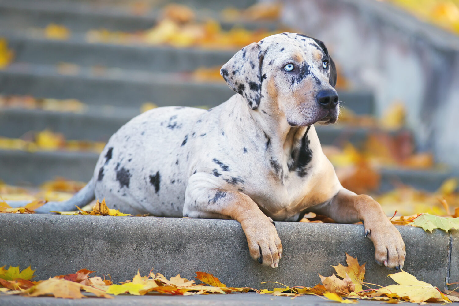 Louisiana Catalouh Leopard Dog Liegend