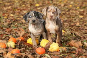 Louisiana Catalouha Leopard Dog Welpen