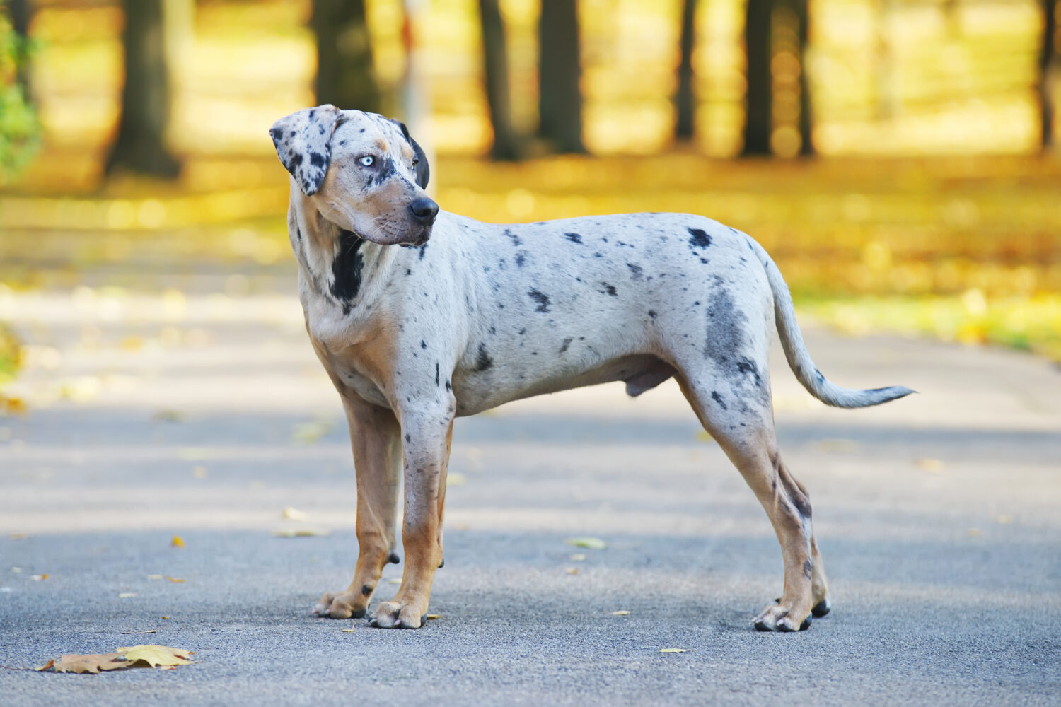 Louisiana Catalouha Leopard Dog stehend