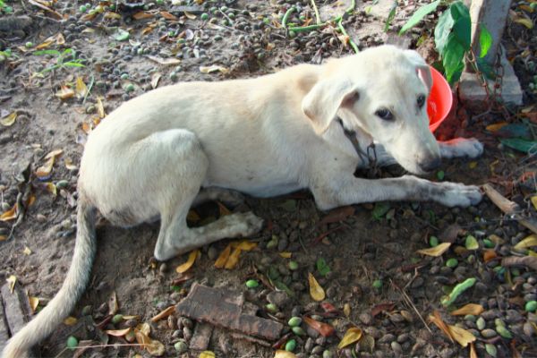 Lungenwürmer beim Hund: heller Hund liegt auf der Erde