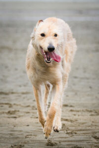 Lurcher rennt am Strand