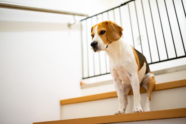 MSM beim Hund: Beagle auf einer Treppe