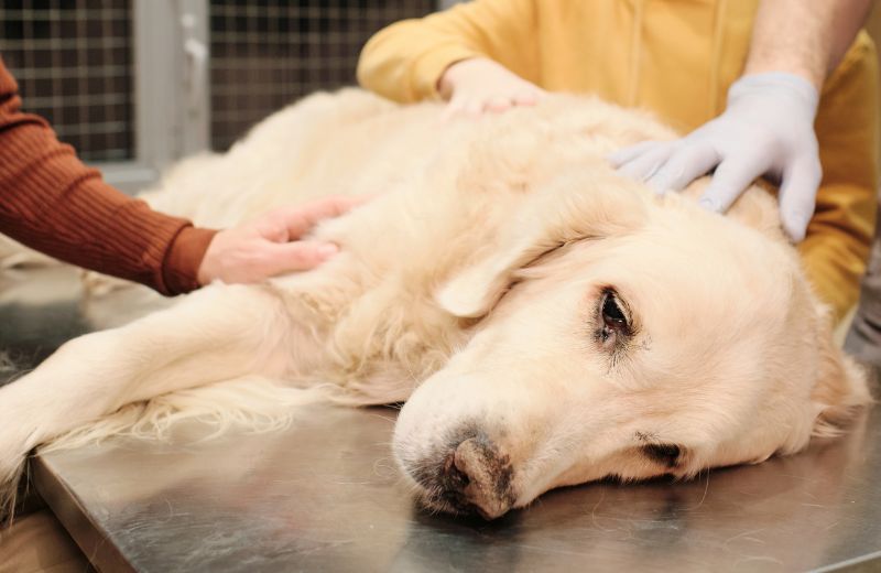 Magendrehung beim Hund: liegt beim Tierarzt
