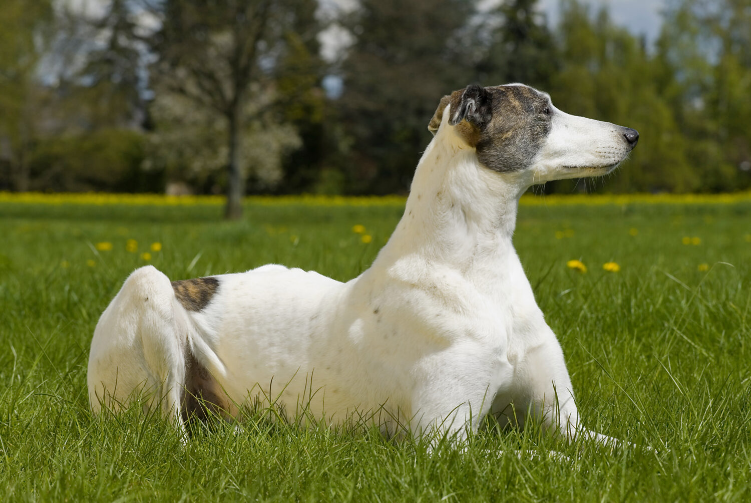 Windhunde: Magyar Agar liegt im Gras