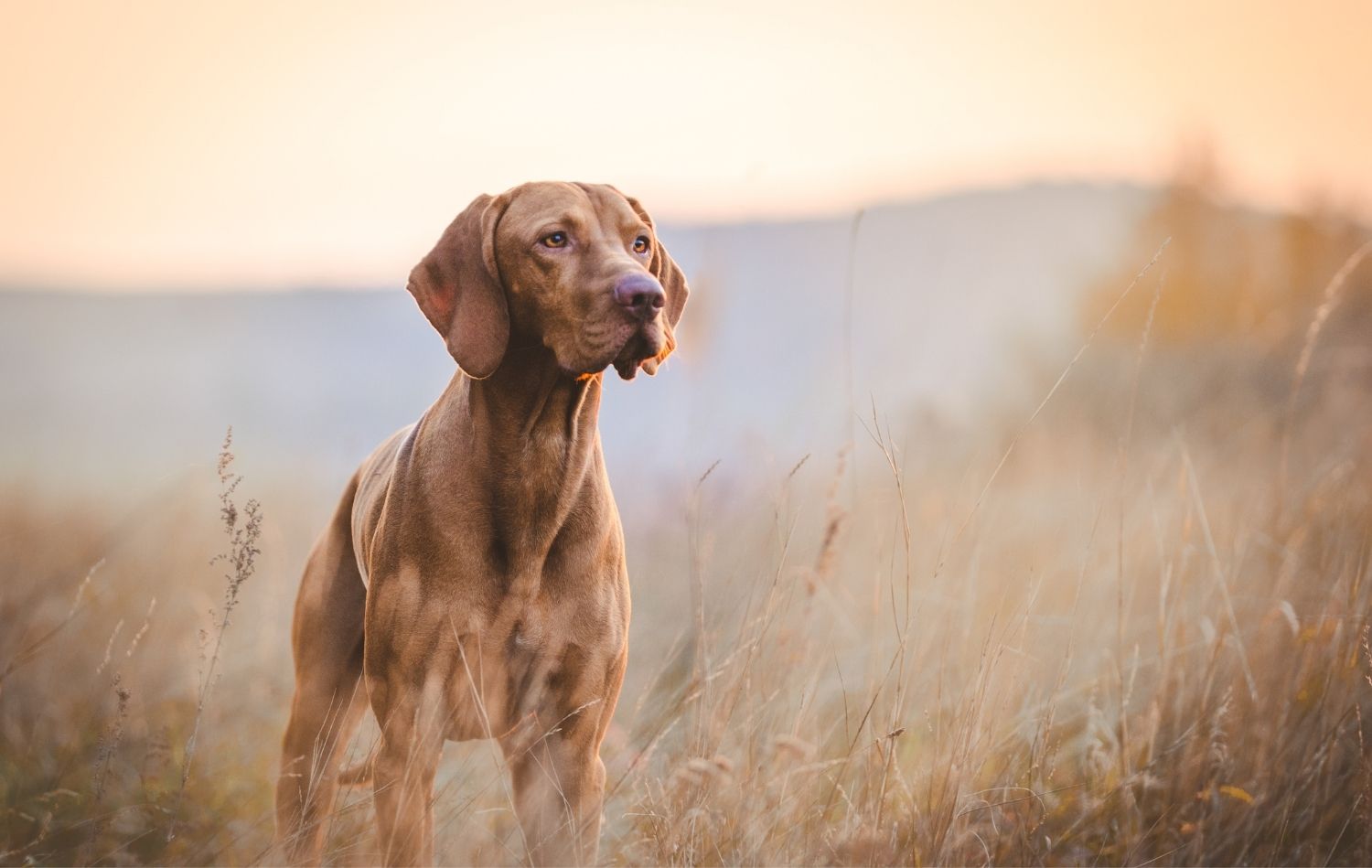 Magyar Vizsla im Feld