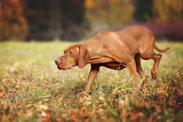 Magyar Vizsla in der Natur