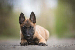 Malinois Welpe