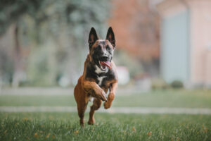 Malinois im Auslauf