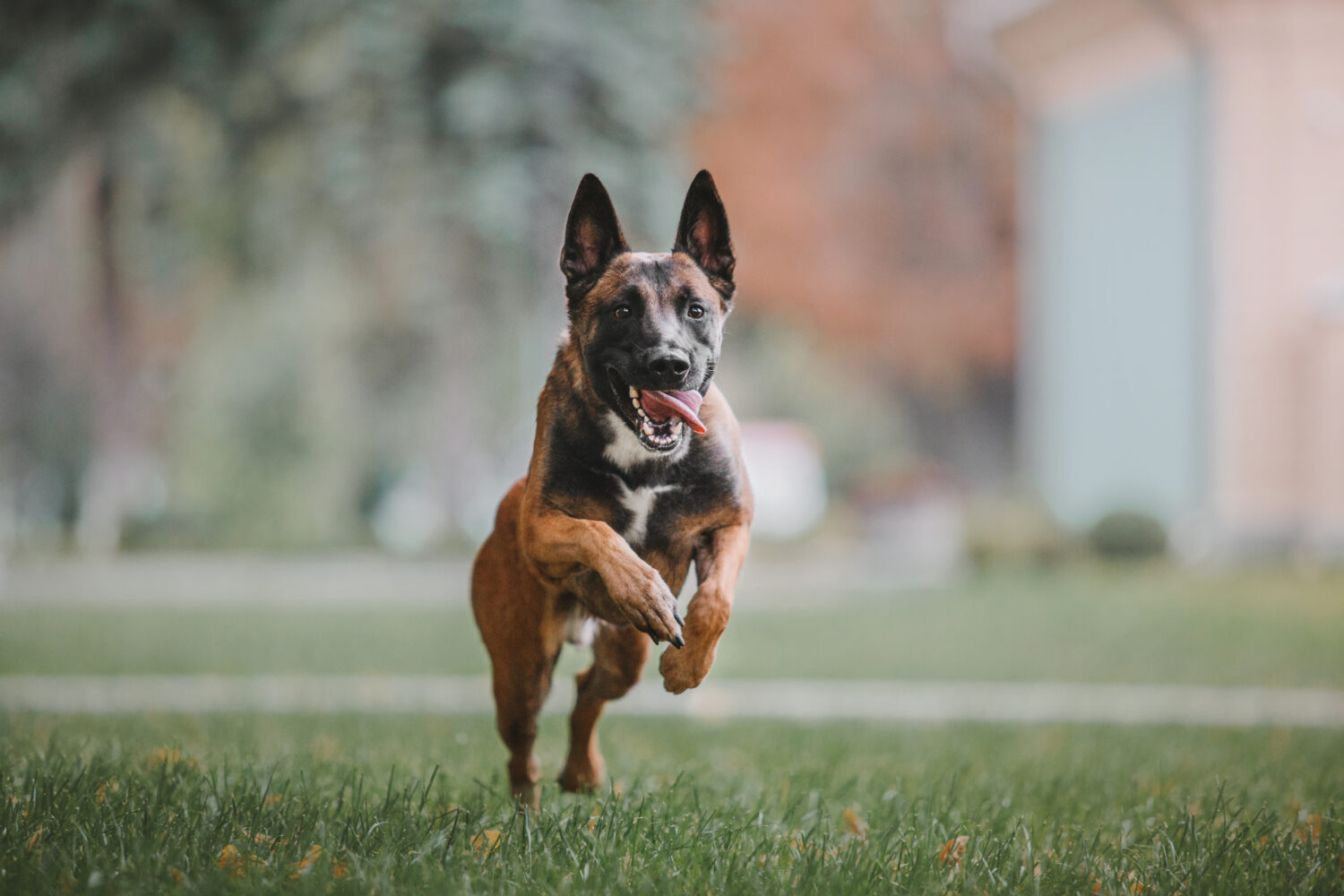 Malinois im Auslauf