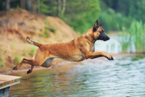 Malinois im Sprung