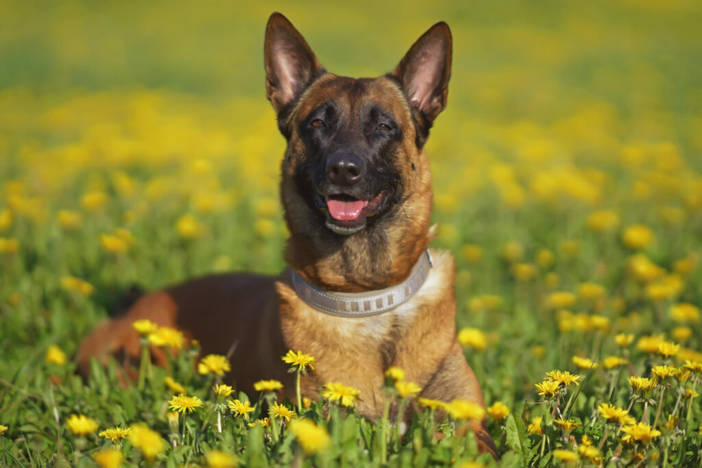 Malinois in der Natur