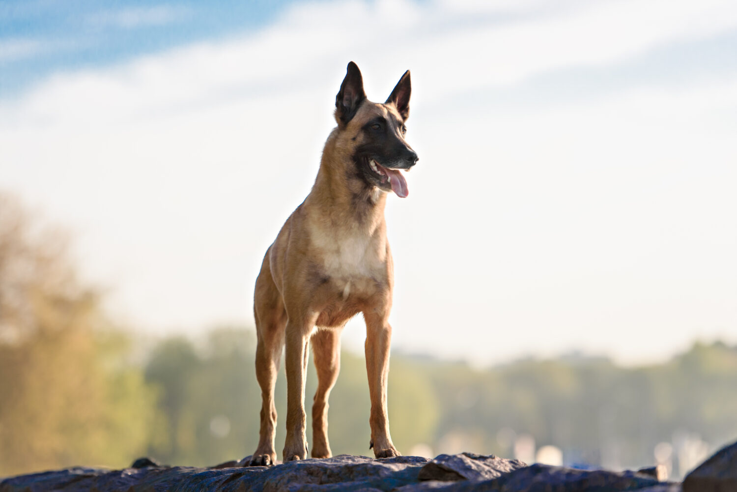 Malinois stehend