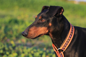 Manchester Terrier Kopf