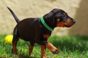 Manchester Terrier Welpe