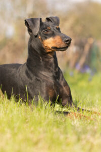 Manchester Terrier von vorne