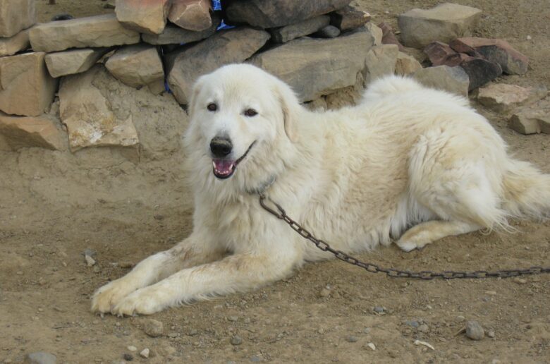 Maremmen-Abruzzen-Schäferhund