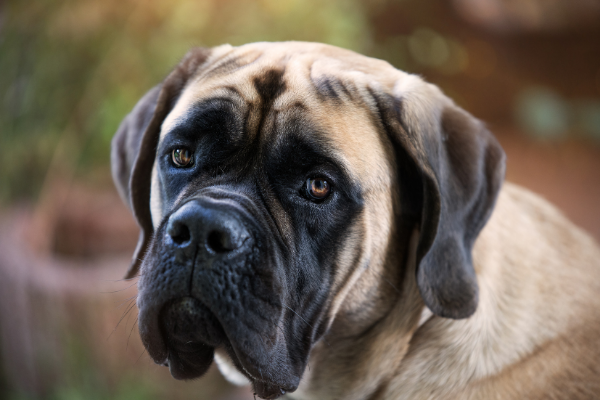 Mastiff Kopf