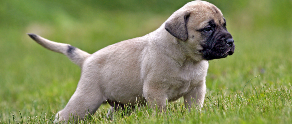 Mastiff Steckbrief, Charakter, Wesen und Haltung