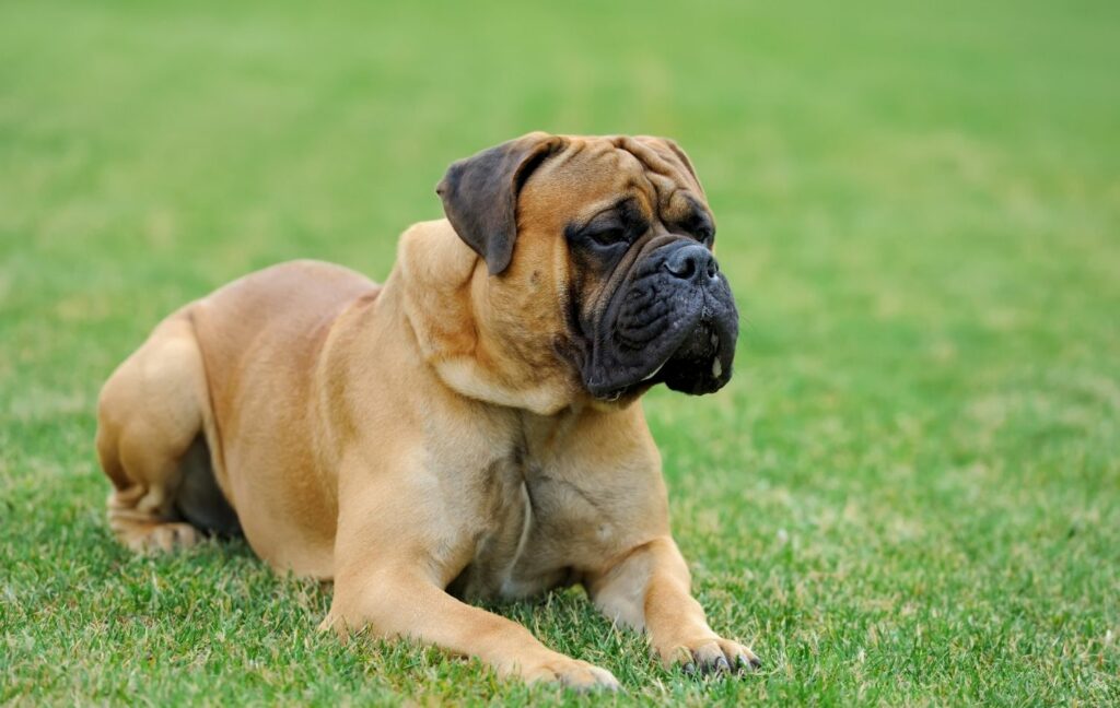 Mastiff im Liegen