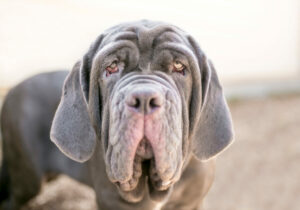 Mastino Napoletano im Portrait