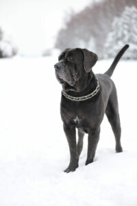 Mastino Napoletano im Schnee