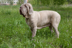 Mastino Napoletano von der Seite