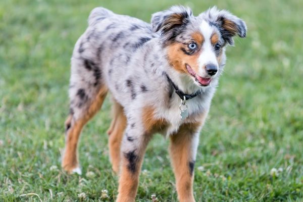 Merle Hunde: über Hunde mit Merle Gen I edogs