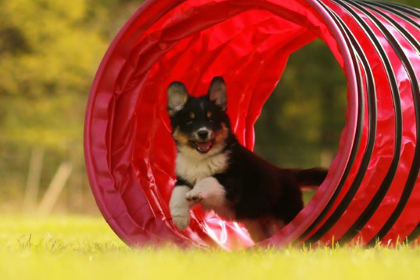 Miniature American Shepherd Jack beim Hundesport