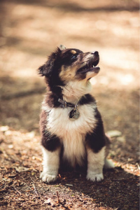 Miniature American Shepherd Jack Welpe