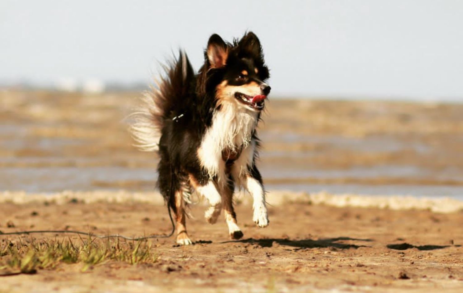 Mini American Shepherd Jack im Lauf