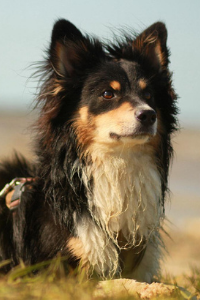 Miniature American Shepherd Jack im Portrait