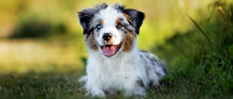 Miniature American Shepherd