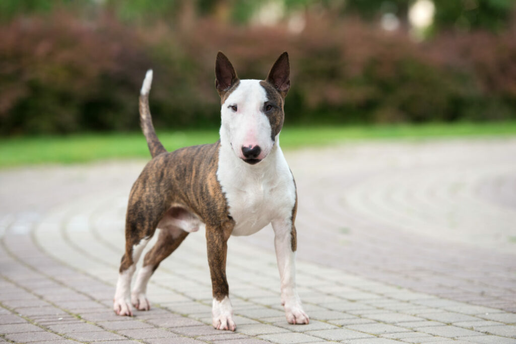 Miniature Bullterrier im Portrait