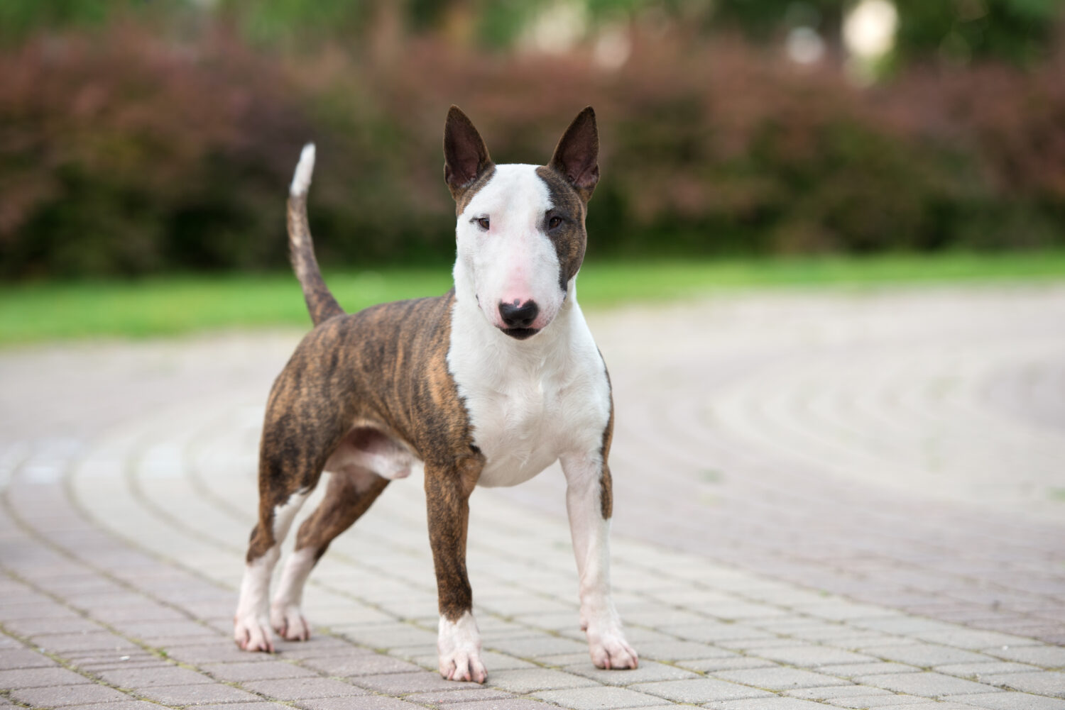 Miniature Bullterrier im Portrait