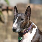 Miniature Bull Terrier