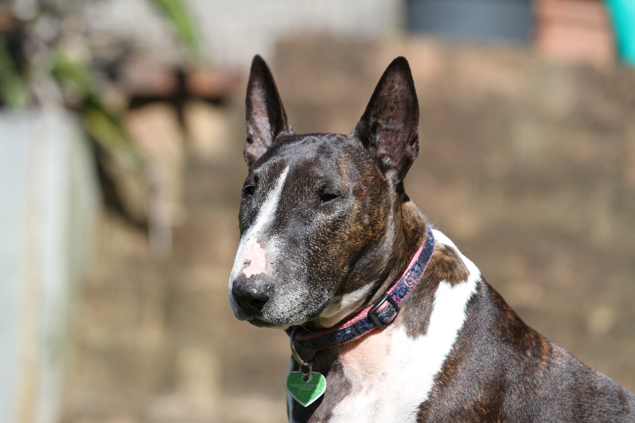 Miniature Bullterrier