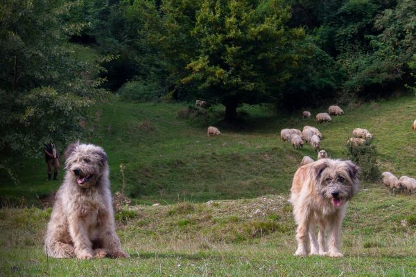 Mioritic auf Wiese mit Schafen